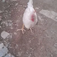 خروس سفید