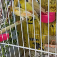 قناری نر|پرنده|مشهد, شهید قربانی|دیوار