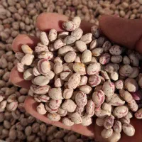 لوبیاچیتی بذری وخوراکی