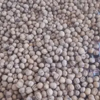 گردو دالاهو