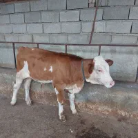 فروش گوساله سیمنتال خالص نژاد بالا پرواری و داشتی