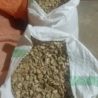 باقلا درجه یک بذری  پخت عالی|عمده‌فروشی|بهشهر, |دیوار