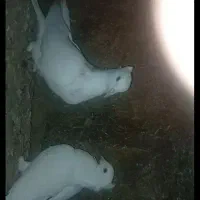 کبوتر سینه ی|پرنده|سجاس رود, |دیوار