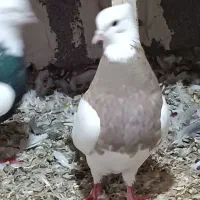 چند جفت طوقی ضمانتی|پرنده|فیروزآباد, |دیوار