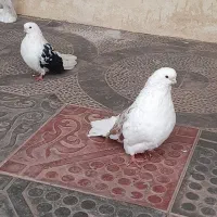 کفتر جم وپرشی  سلطانیه ویر