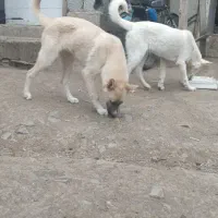 توله سگ هاسگی