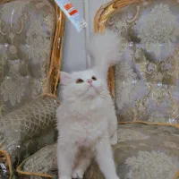 گربه پرشین ملوس شناسنامه دار