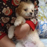 توله سگ دو ماهه شیتزو تریر