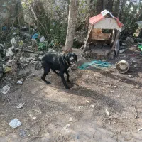 سگ شکاری|سگ|لشت نشا, |دیوار