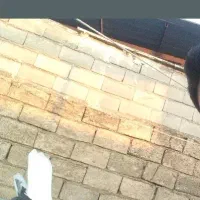 کبوتر ساعتی و ذات دار|پرنده|رامیان, |دیوار