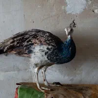 طاووس