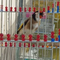 سهره نرشلاقی و شلوسفت|پرنده|برخوار, |دیوار