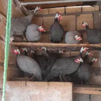 مرغ شاخدار طوسی گمشده