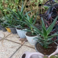 گل گندمی بادوام و زیبا|گل و گیاه طبیعی|کرج, شهرک سهرابیه|دیوار