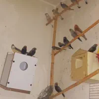 فنچ کینگ|پرنده|هشتگرد, شهرک ولیعصر (مصلی)|دیوار