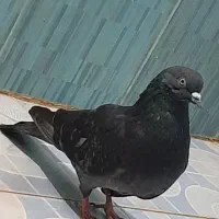 کبوتر فروشی