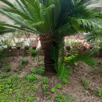 فروش برگ سیکاس