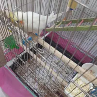 عروس لوتینا با ۳ جوجه دون خور و روچوب