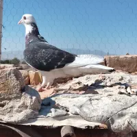 کفتر