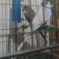 یک جفت مرغ عشق