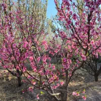 باغچه-فروشی-مساحت-800-متر