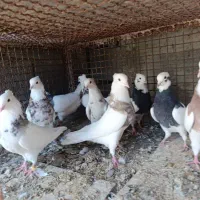 طوقی فروشی|پرنده|هندیجان, |دیوار