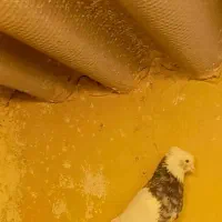 کبوتر طوقی|پرنده|محمدشهر, کوی بهار|دیوار