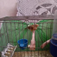 قناری نر وماده