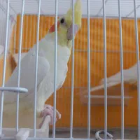 عروس هلندی