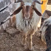 بره نر  یک سال  است|حیوانات مزرعه|اهواز, امانیه|دیوار