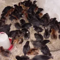 جوجه مرغ خورموج|حیوانات مزرعه|خورموج, |دیوار