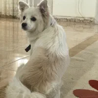 حیوان خانگی