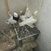 ۷تا جوجه طوقی|پرنده|مشهد, طلاب|دیوار