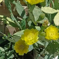 کاکتوس