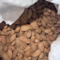 بادوم درختی دیم امسال بدون یک عدد تلخ عیار۲۲/۵درصد