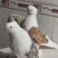 کبوتر نوک قنار