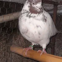 کبوتر پرشی|پرنده|شفت, |دیوار