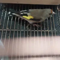 سهره کرمونی|پرنده|شیراز, کوشک میدان|دیوار