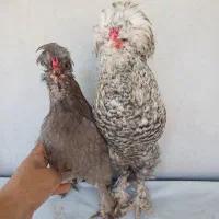 سلام یک جفت سلطان اصل عثمانی تخم گذار