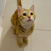 نگهداری از‌ گربه