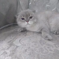 گربه نر اسکاتیش فولد|گربه|شیراز, حافظیه|دیوار
