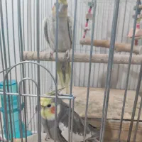 فروش عروس هلندی