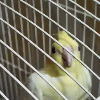 عروس هلندی ماده لوتینو