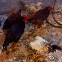 خروس گلپایگان