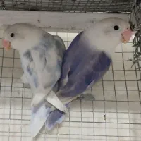 طوطی کوتوله