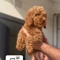 پودل عروسکی ۳ماهه