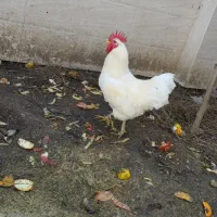 خروس محلی سفید اصل|حیوانات مزرعه|بابل, |دیوار