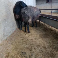 گوسفند|حیوانات مزرعه|تاکستان, |دیوار