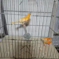 قناری لاکی نر و ماده