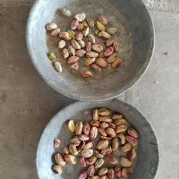 خریدار انواع ارقام پسته|خدمات باغبانی و درختکاری|سروستان, |دیوار